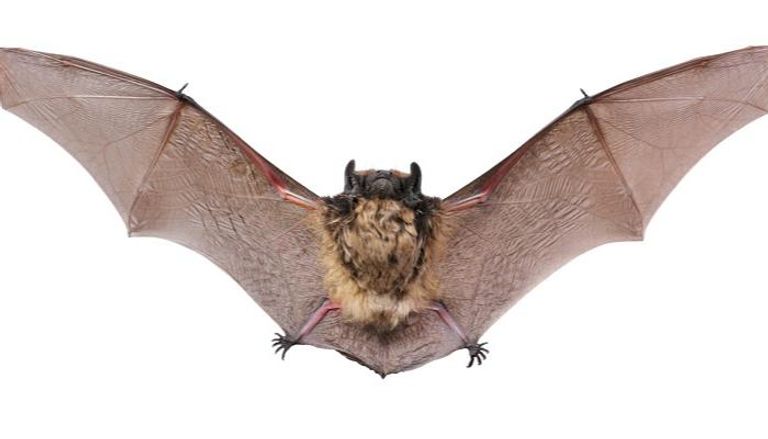 400 نوع من الخفافيش مرشحة لاستضافة الوباء القادم 