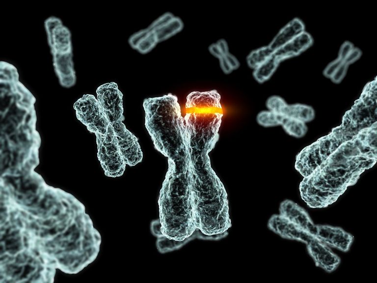 الكروموسومات الجنسية هي 46 عدد كروموسوم الخلية في الانسان عند الموجودة عدد الكروموسومات