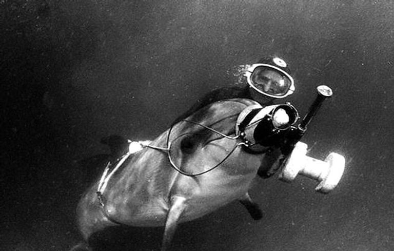 دولفين استخدم في التجارب العسكرية في أوكرانيا