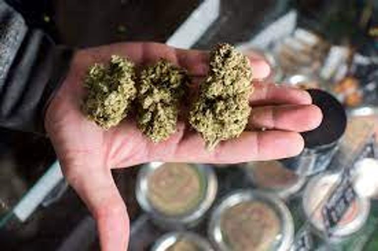 أحماض بالقنب تمنع كورونا من دخول الخلايا البشرية