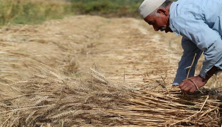 الجزائر تشجع زراعة القمح محليا