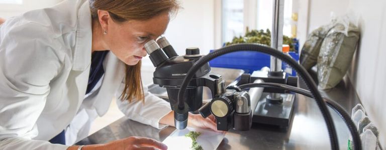 نبات القنب أو الماريجوانا