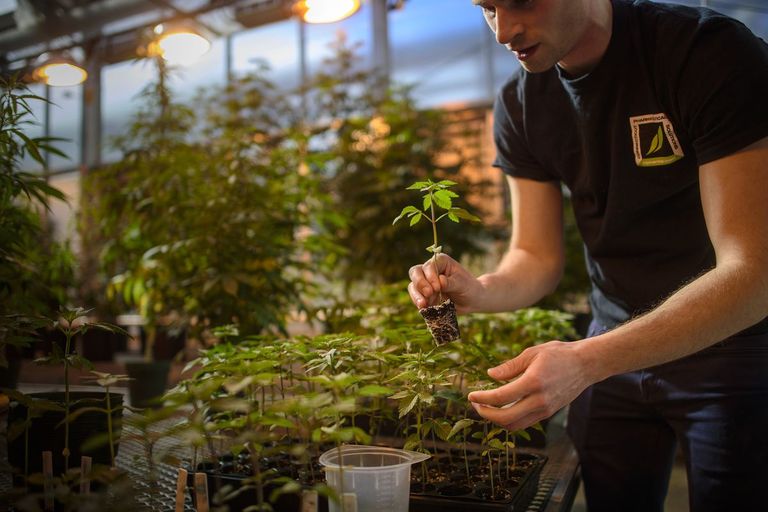 نبات القنب أو الماريجوانا