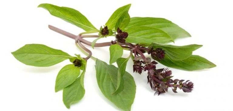 البقدونس يحفز بعض وظائف جهاز المناعة