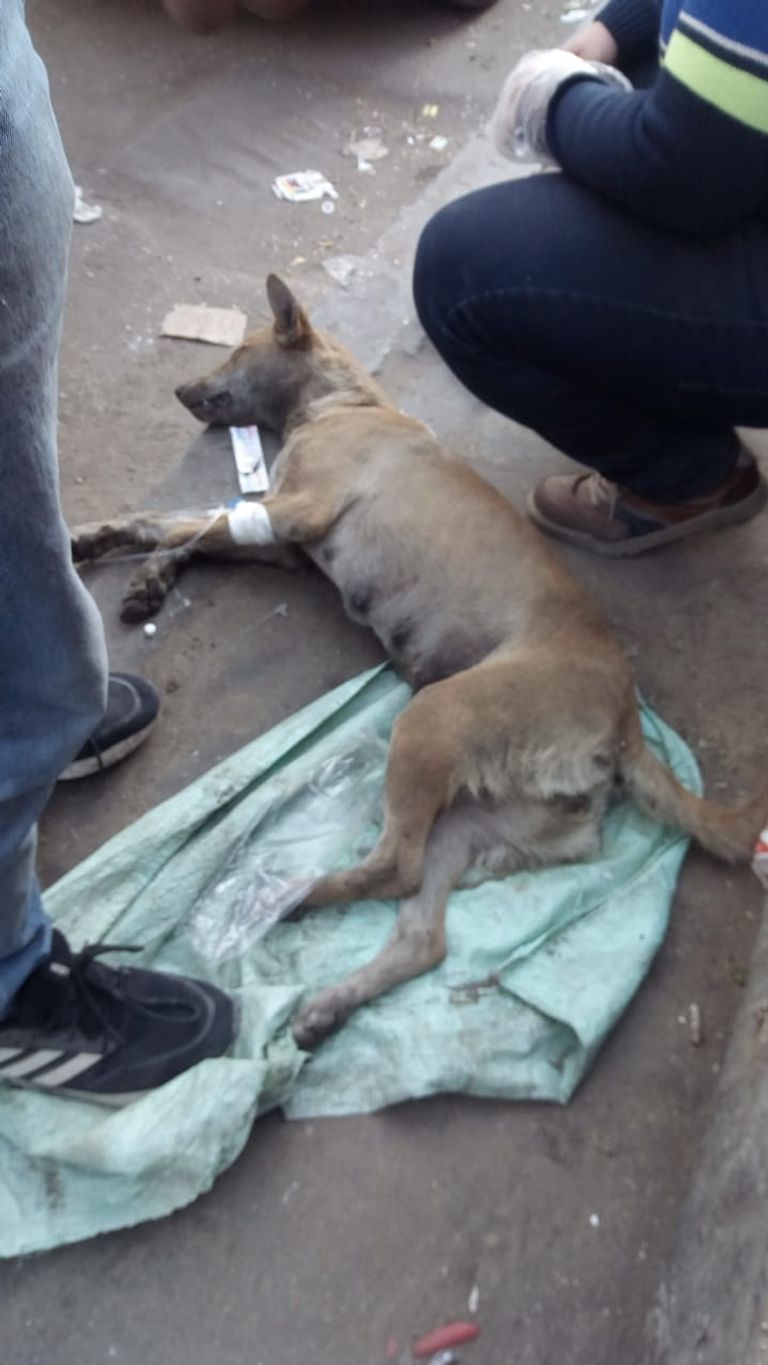 حسن ياسر وزوجته هدى بطلا مهمة إنقاذ الكلبة المسمومة 