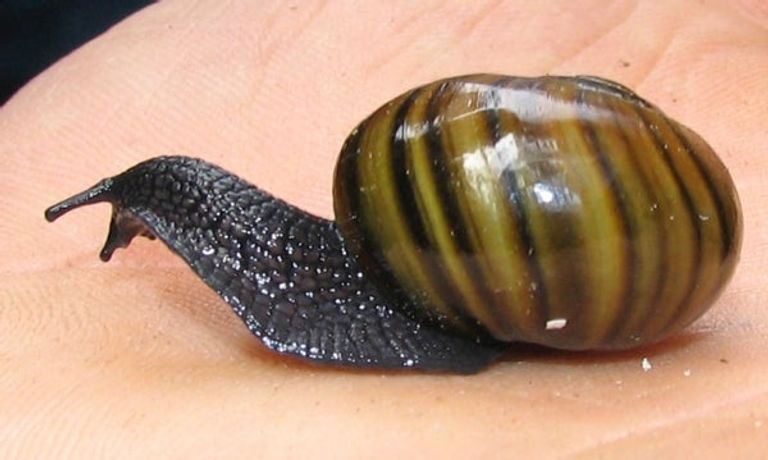 اختفاء بعض أنواع القواقع والرخويات يمهد لانقراض جماعي سادس