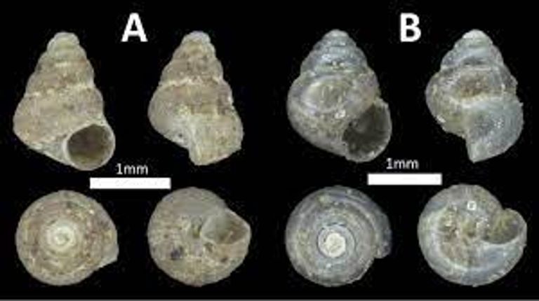 اختفاء بعض أنواع القواقع والرخويات يمهد لانقراض جماعي سادس