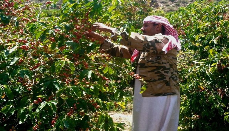 حصاد البن اليمن