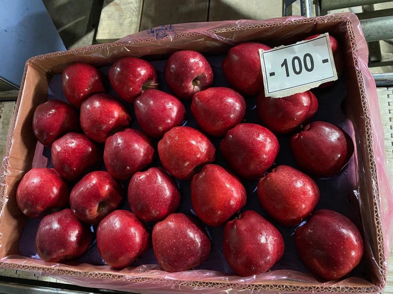 تركيات أثناء جني محصول الفستق