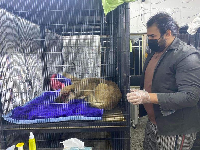 إحدى عضوات فريق إنقاذ الحيوانات في بغداد