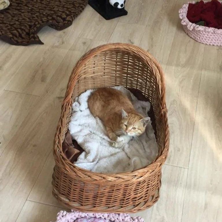 إحدى عضوات فريق إنقاذ الحيوانات في بغداد