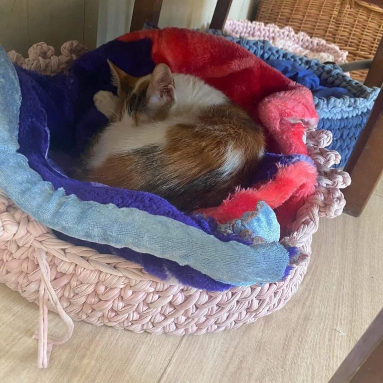 إحدى عضوات فريق إنقاذ الحيوانات في بغداد