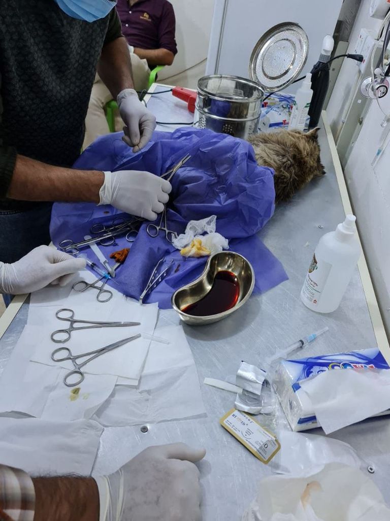 إحدى عضوات فريق إنقاذ الحيوانات في بغداد