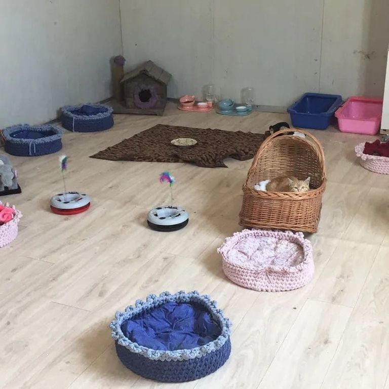 إحدى عضوات فريق إنقاذ الحيوانات في بغداد