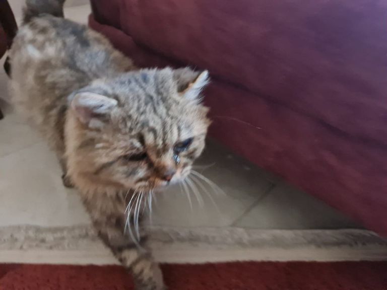 إحدى عضوات فريق إنقاذ الحيوانات في بغداد