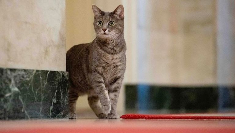 القطة "ويلو" تدخل البيت الأبيض