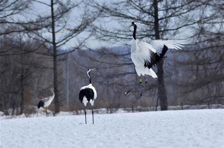 البياض يكسي معظم أنحاء اليابان في الشتاء