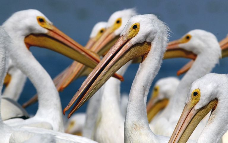 البجع الأبيض البجع الأبيض