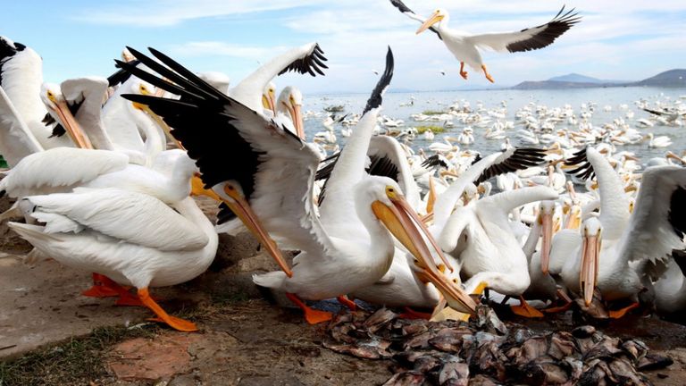 البجع الأبيض البجع الأبيض