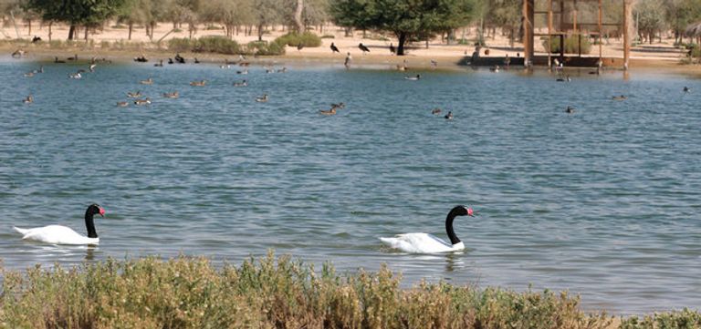 منطقة حتا أحد أهم مناطق التخييم في الإمارات