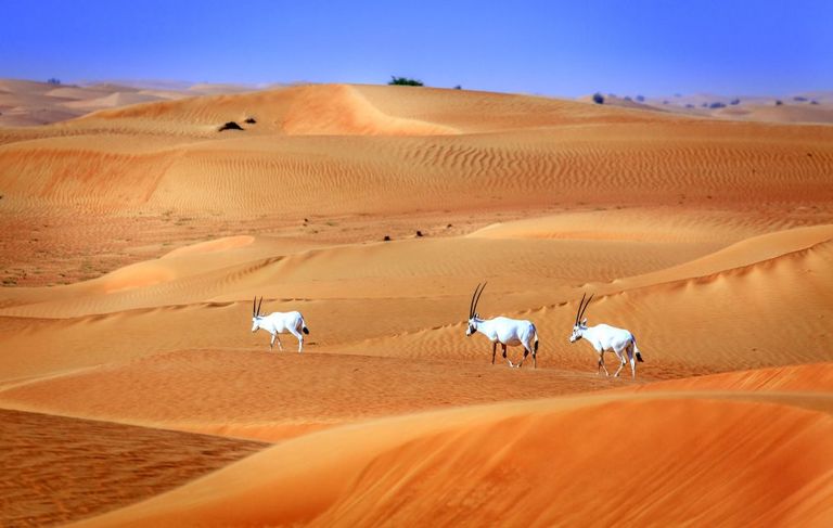 منطقة حتا أحد أهم مناطق التخييم في الإمارات