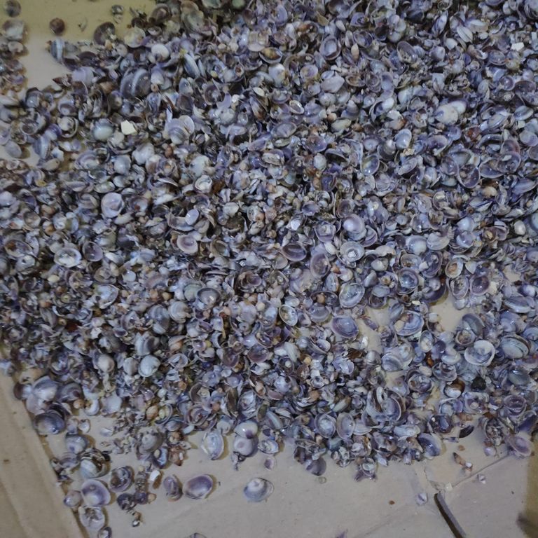 قواقع من داخل مواسير المياه