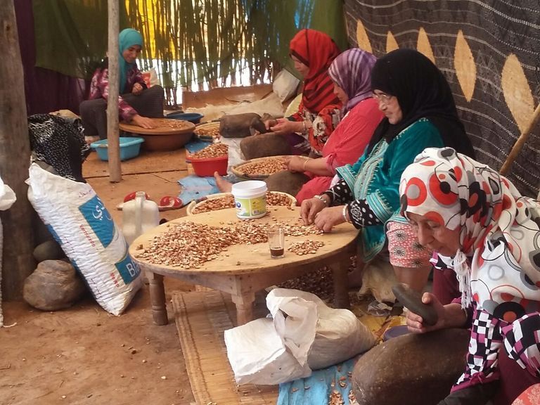 شجرة الأركان التي يستخرج منها الذهب السائل