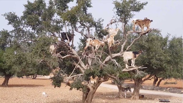 شجرة الأركان التي يستخرج منها الذهب السائل