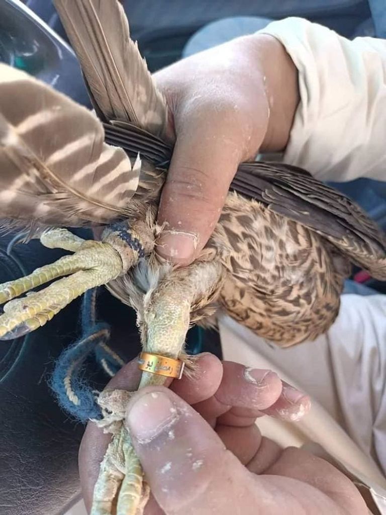 صورة نشرتها بعض صفحات التواصل الاجتماعي للضحايا- من الإنترنت