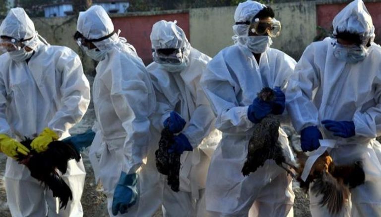فريق طبي يمسك بدواجن مصابة إنفلونزا الطيور
