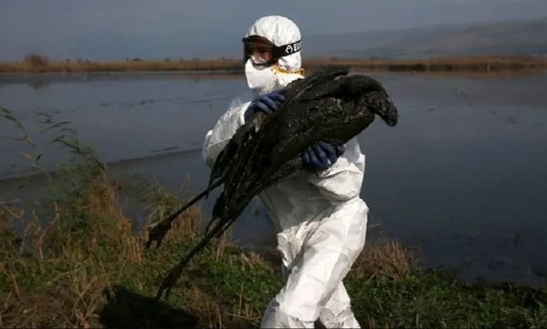 فريق طبي يمسك بدواجن مصابة بإنفلونزا الطيور