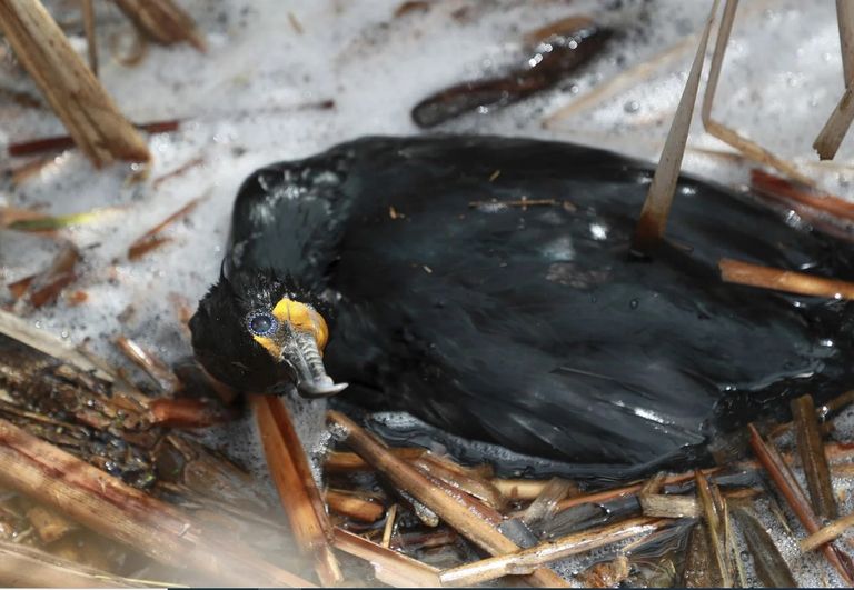 فريق طبي يمسك بدواجن مصابة بإنفلونزا الطيور