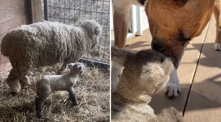 صداقة بين كلب وحمل