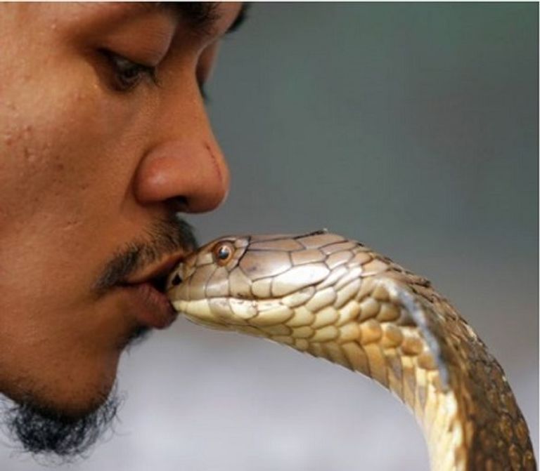 رجل يقبل كوبرا - أرشيفية