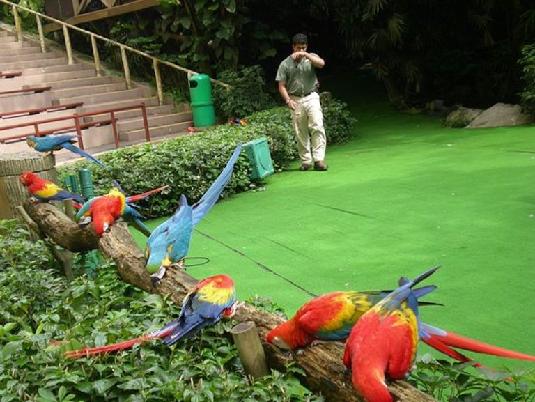 حديقة جورونج بيرد أحد الأماكن السياحية للأطفال في سنغافورة 7 أماكن سياحية للأطفال في سنغافورة