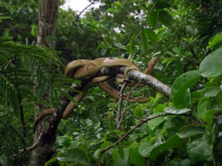 جزيرة قناع الغاز