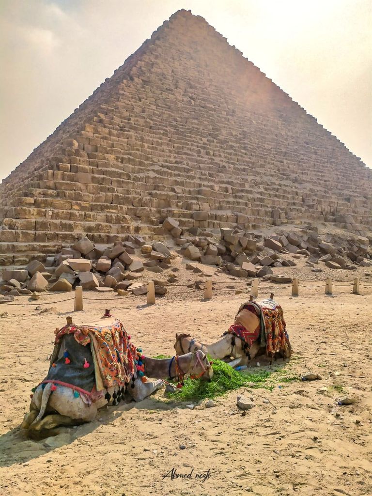 المصور أحمد رزق