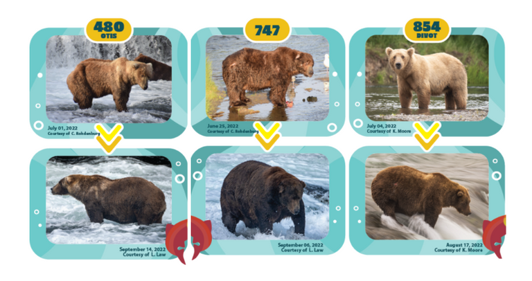 قد يتخطى وزن الواحد منها 550 كيلوجراماً