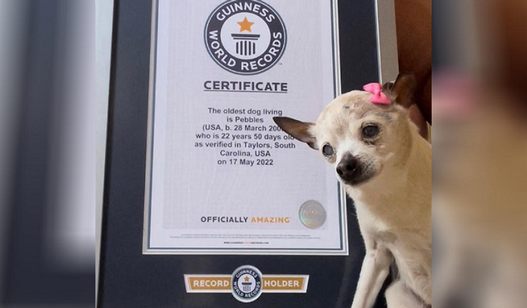 الكلبة بيبلز كانت الأكبر سنا في العالم