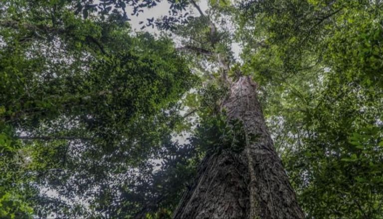 أطول شجرة في غابة الأمازون