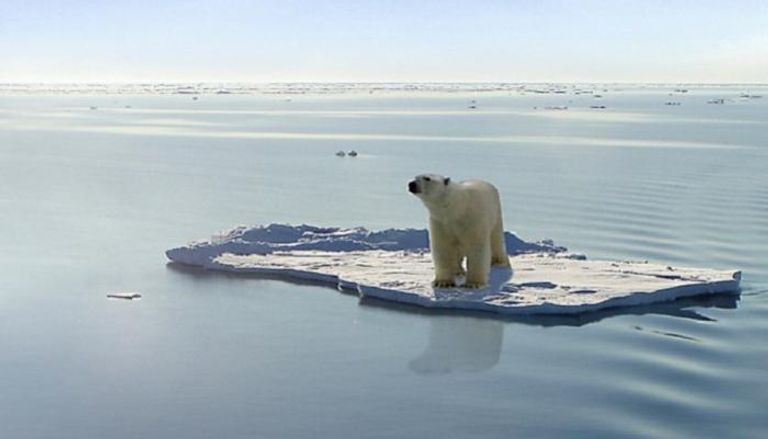 الاحترار المناخي يدفع الدب القطبي للمدينة