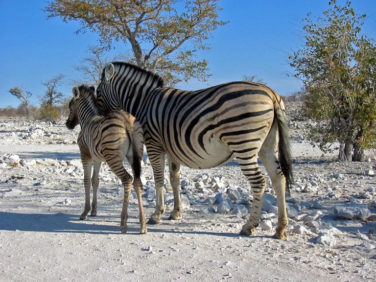 حديقة إتوشا الوطنية أحد عجائب صحراء ناميبيا