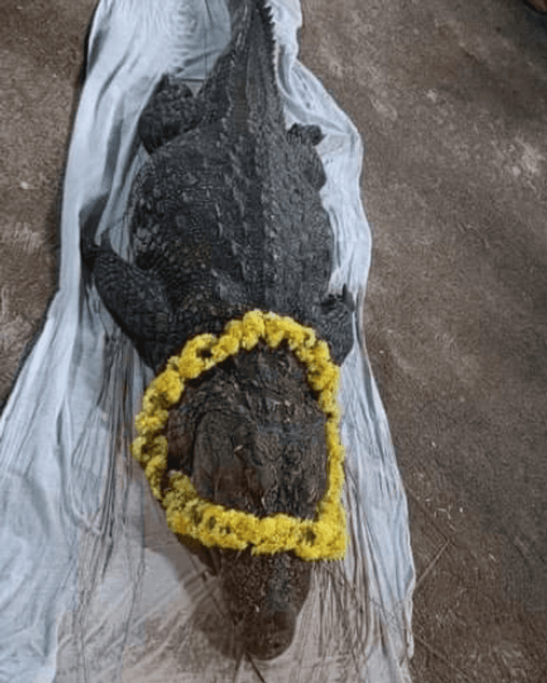 مشهد من جنازة التمساحة