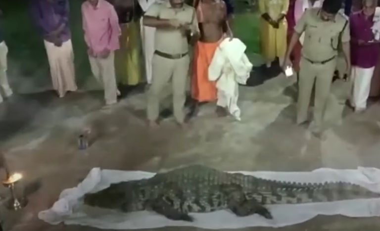 مشهد من جنازة التمساحة