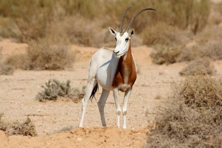 منتزه دغومس الوطني ضمن أماكن طبيعية في تونس أماكن طبيعية في تونس تشمل أجمل 4 متنزهات وطنية