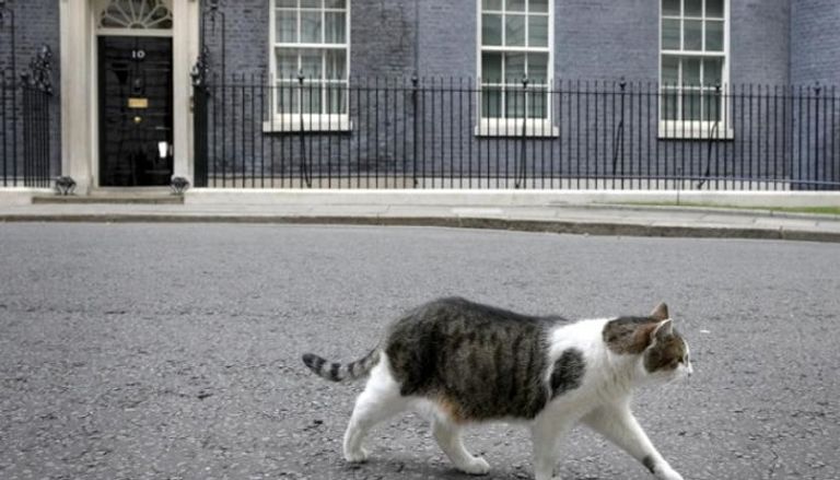 القط لاري صائد الفئران