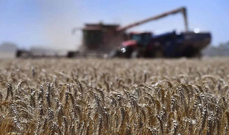 القمح الأسترالي