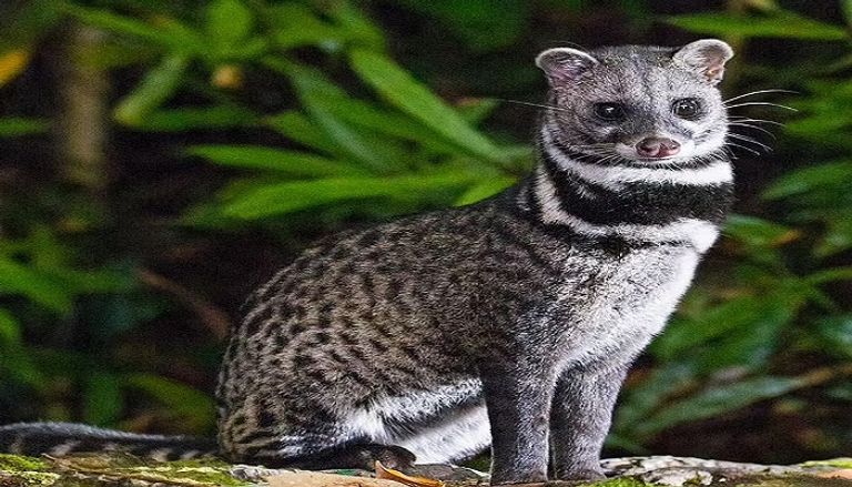 الملك تشارلز  الثالث