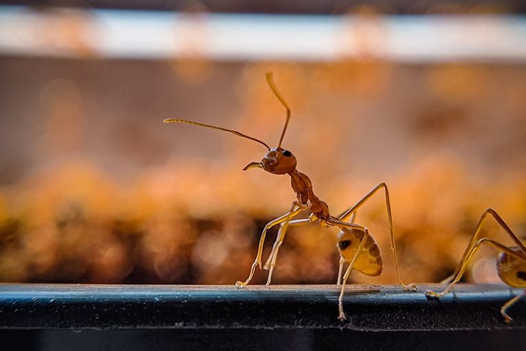 مكان ركن السيارة قد يؤثر في انتشار النمل داخلها