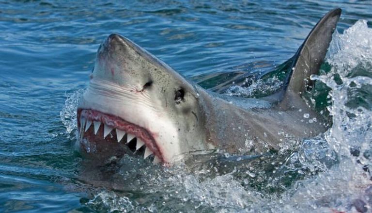 هجوم سمك القرش